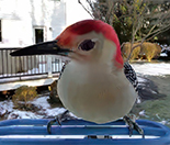 BirdBuddy