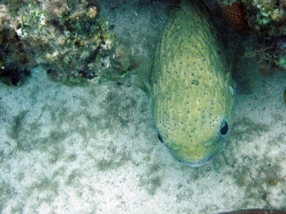 Bob
