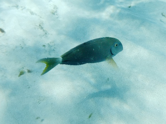 Bob