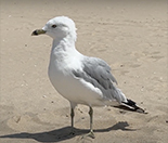 RingBilledGull