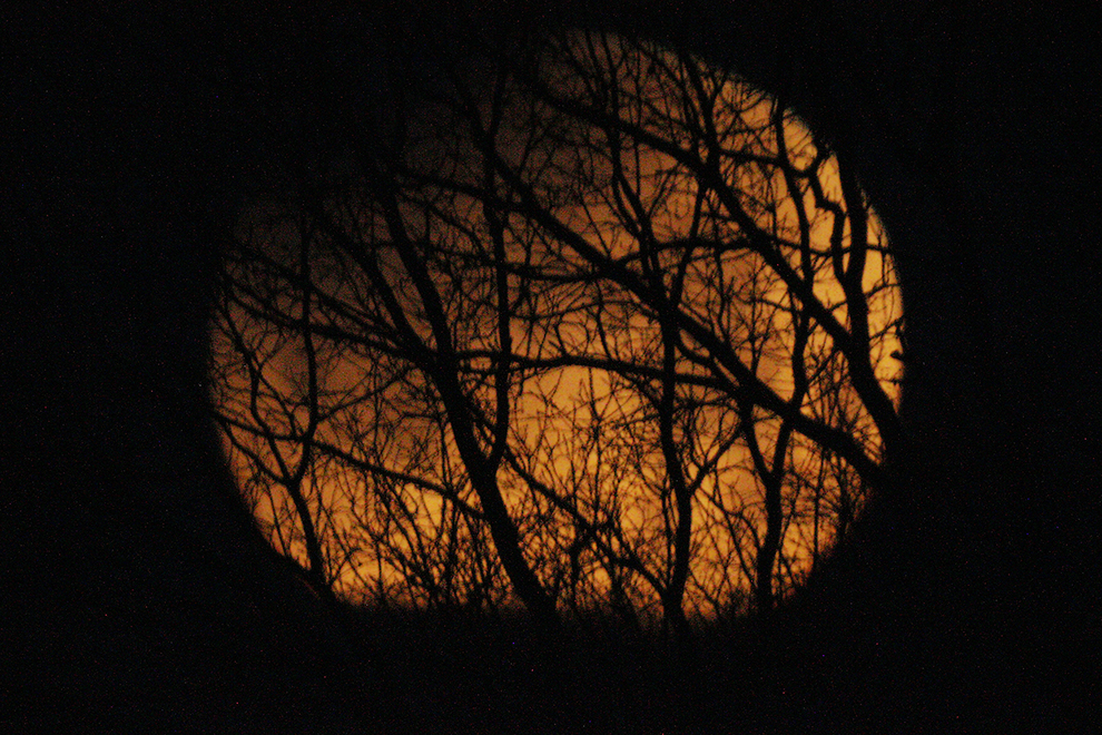 Lunar eclipse in the trees